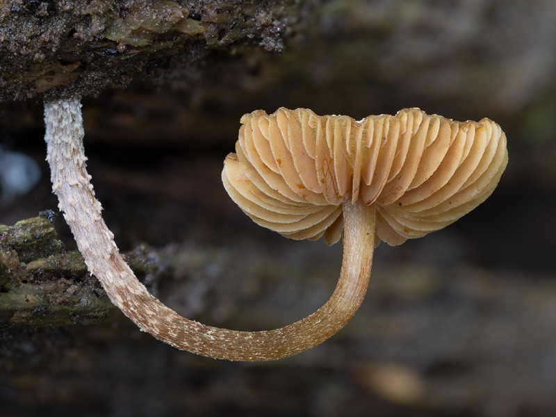 Galerina camerina Galerina camerina